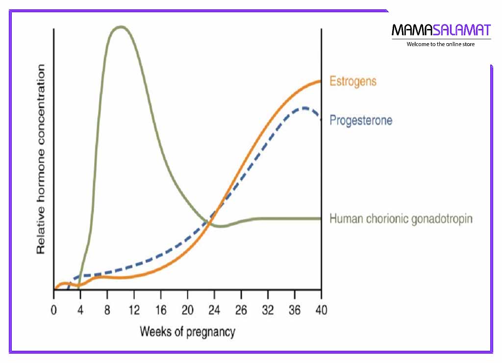 تغییرات هورمونی در دوران بارداری نمودار اندازه گیری سطح هورمون ها 