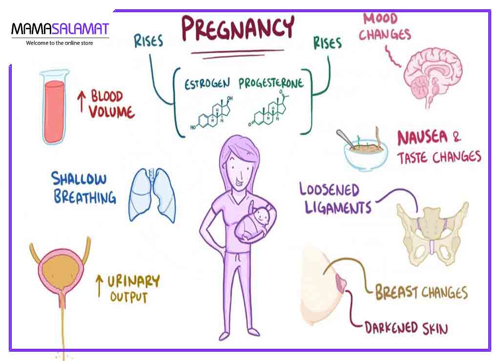 تغییرات هورمونی در دوران بارداری نقاشی تغییرات بدن در بارداری