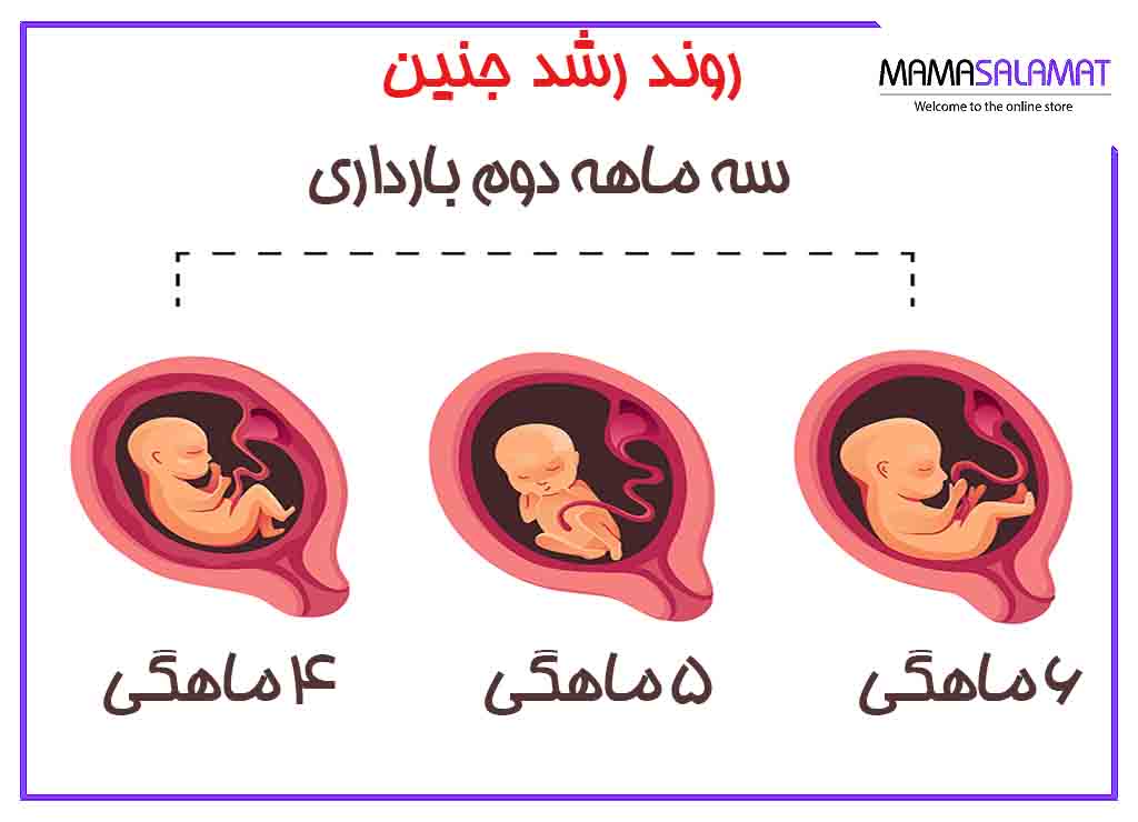 سه ماه دوم بارداری روند رشد جنین در سه ماهه دوم
