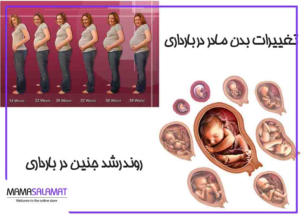 تغییرات بدن در دوران بارداری تصویر اسلایدی تغییرات بدن مادر و جنین