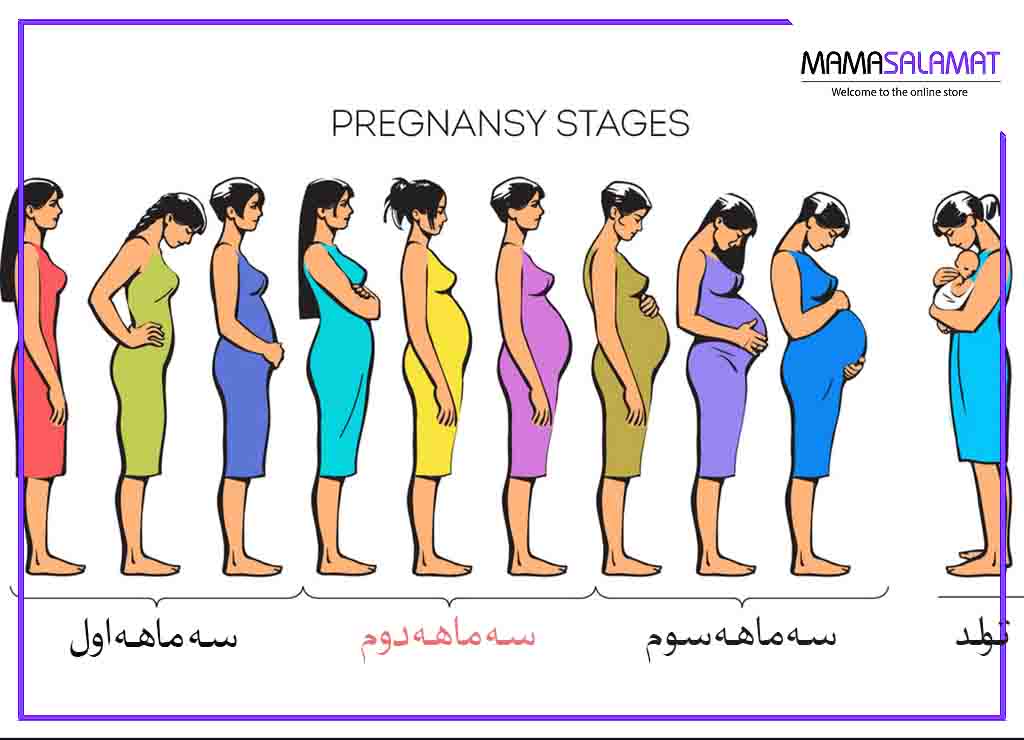 سه ماه دوم بارداری تغییرات بدن مادر در بارداری