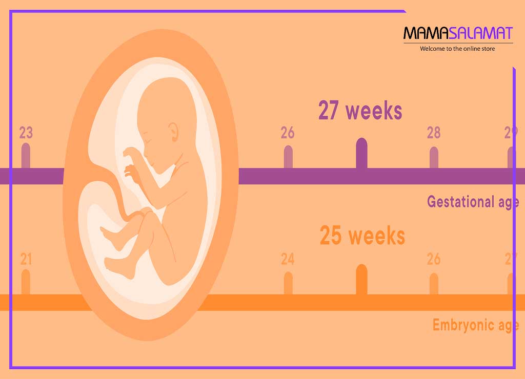 محاسبه هفته های بارداری خط زمانی رشد جنین