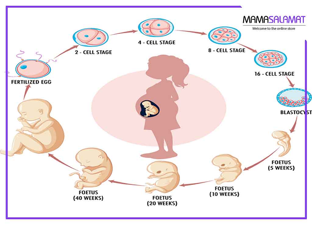 روند رشد جنین اینفوگرافی بارداری و رشد جنین