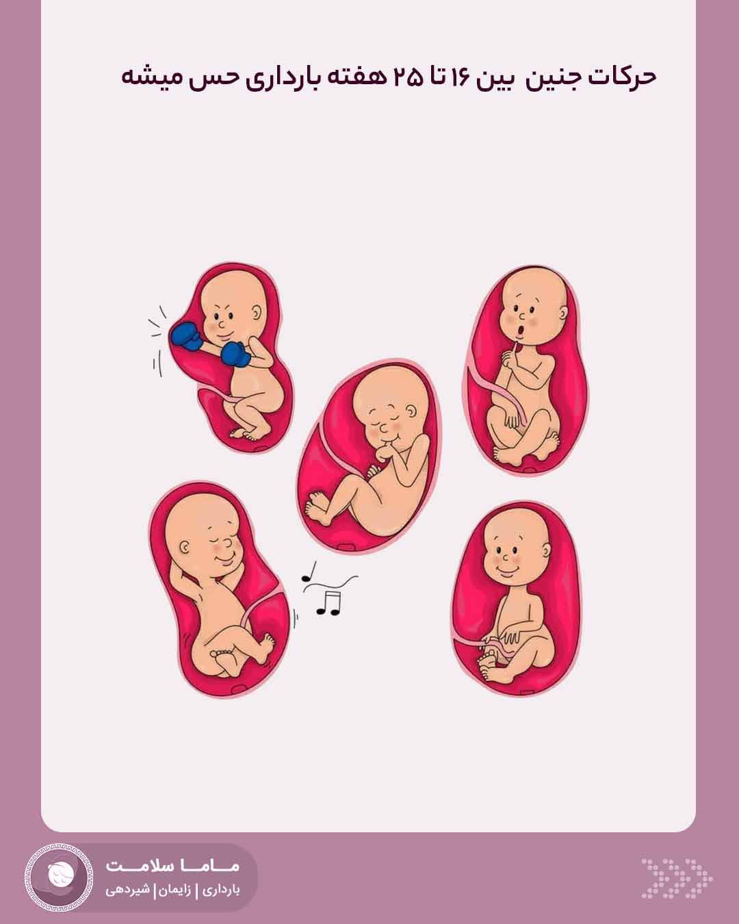 حرکات جنین نقاشی حرکات جذاب جنین داخل شکم