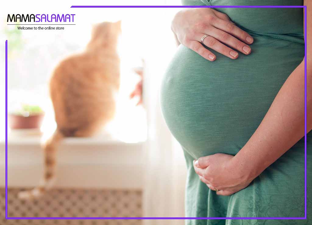 نگهداری از حیوانات خانگی در بارداری خانم باردار و گربه پشت پنجره