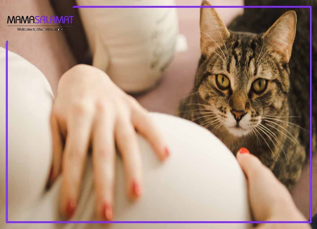 نگهداری از حیوانات خانگی در بارداری گربه در حال تماشای شکم مادر باردار