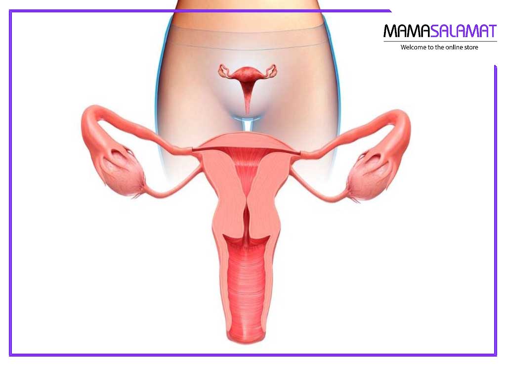 شستشوی ناحیه تناسلی در بارداری تصویر دستگاه تناسلی زنان