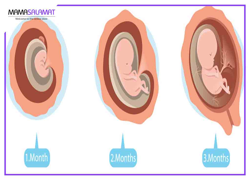 مشکلات سه ماهه اول بارداری شکل گیری اندام جنین در سه ماه اول