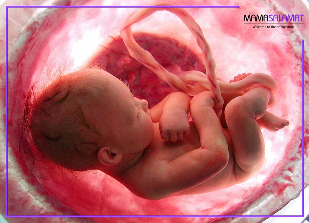 تشکیل نشدن قلب جنین جنین در رحم مادر