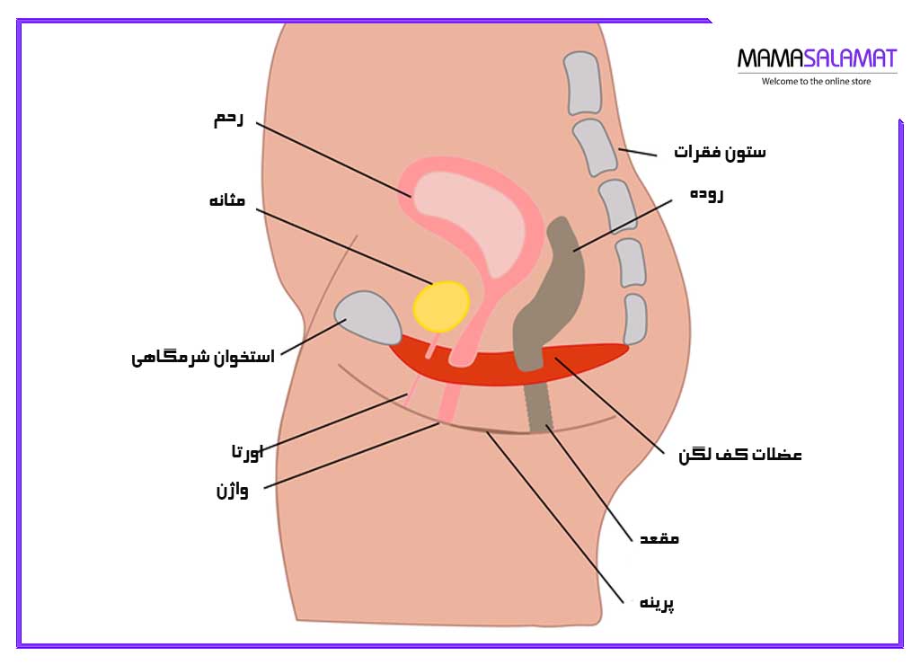 ناحیه پرینه و واژن تصویر لگن و پرینه