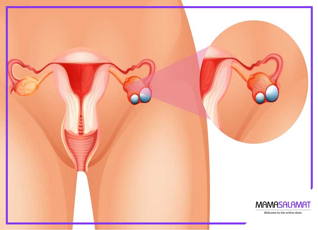 فولیکول تخمدان تصویر بدن زنان و رحم